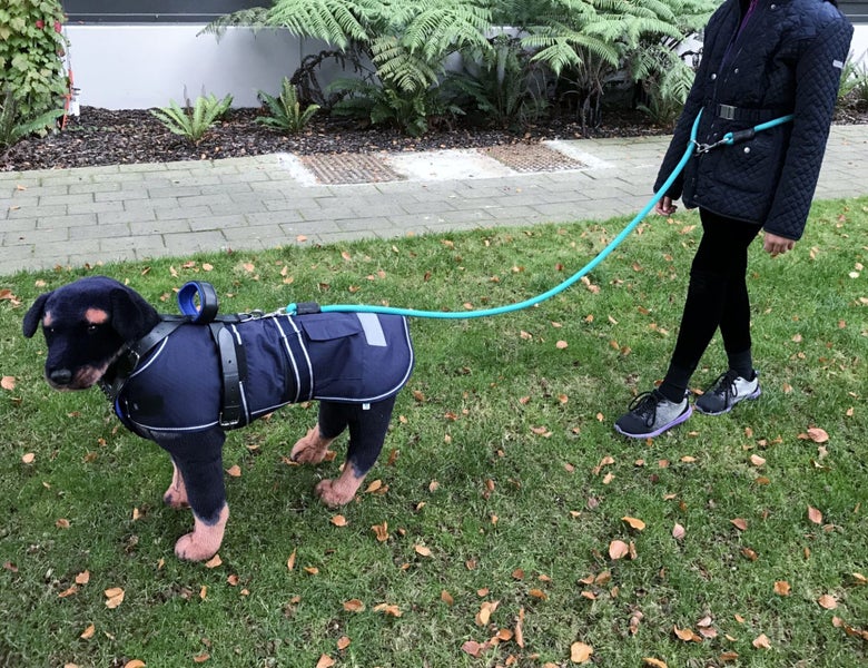 DOG LEAD DOUBLE ENDED MULTIPURPOSE IN BRAIDED PP, 1 LEAD 4 USES, VERSATILE LEAD Carousel 1