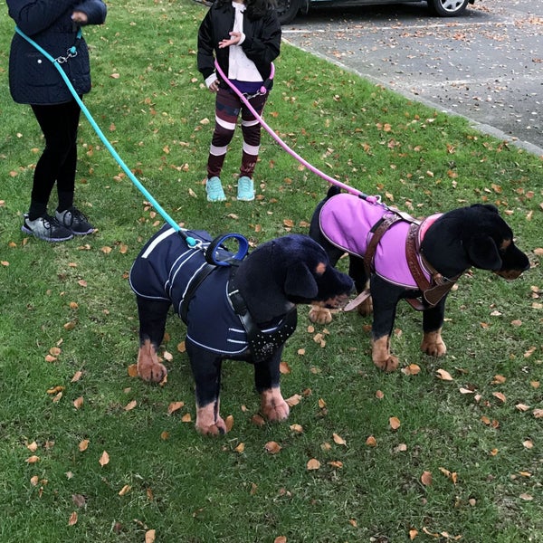 DOG LEAD DOUBLE ENDED MULTIPURPOSE IN BRAIDED PP, 1 LEAD 4 USES, VERSATILE LEAD Carousel 2