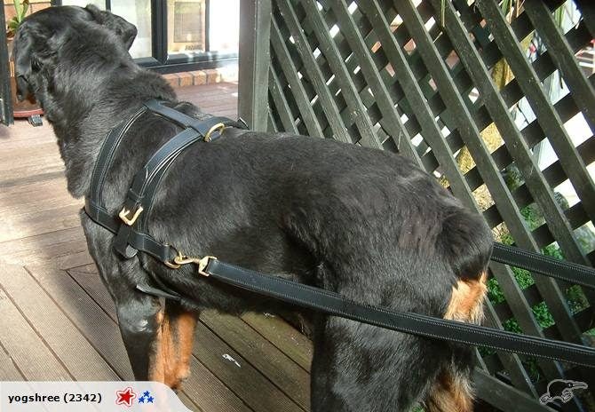 DOG CARTING/DRAFTING HARNESS IN REAL GENUINE LEATHER LARGE & X LARGE SIZES Carousel 1