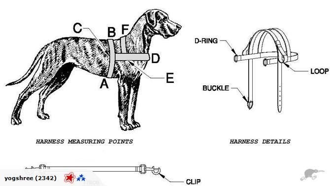 CARTING/DRAFTING DOG HARNESS IN PP WEBBING Carousel 3