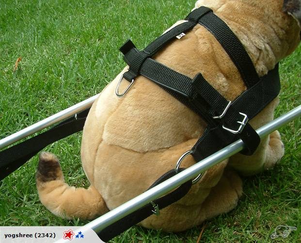 CARTING/DRAFTING DOG HARNESS IN PP WEBBING Carousel 1