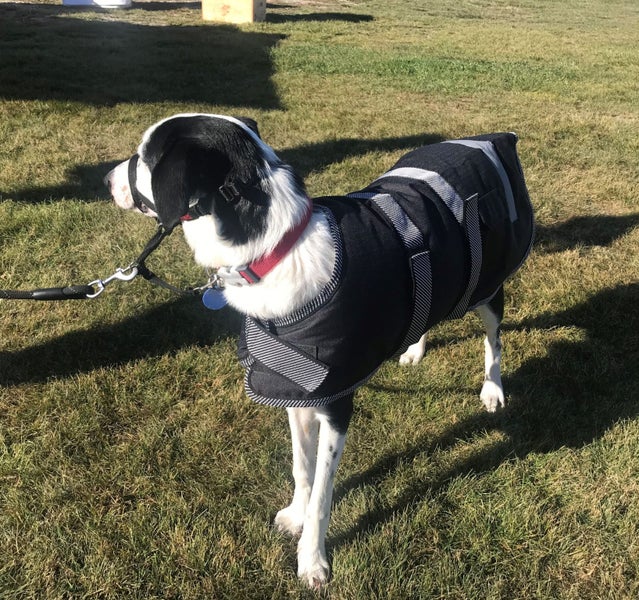 DOG JACKET WATER PROOF BREATHABLE 55cm XTRA MEDIUM- FREE SHIPPING Carousel 2