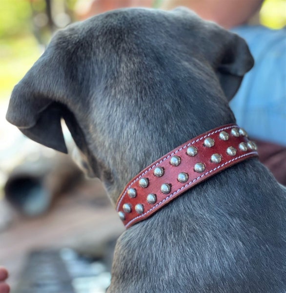 DOG COLLAR REAL LEATHER WITH HALF MOON STUDD XMEDIUM & LARGE - FREE SHIPPING Carousel 1