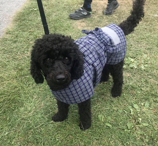 BULK STOCK CLEARANCE BUNDLE SALE - 20 X DOG JACKETS COTSWOOL TARTAN 35cm SMALL Carousel 1
