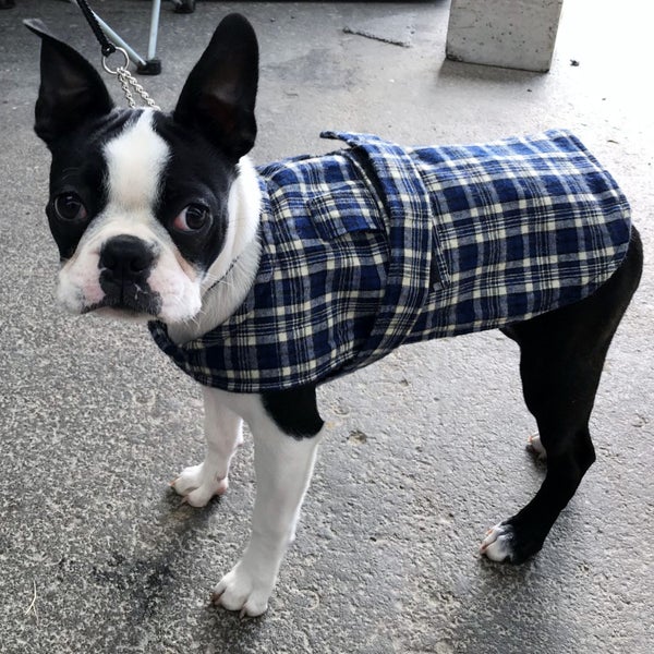 BULK STOCK CLEARANCE BUNDLE SALE - 20 X DOG JACKETS COTSWOOL TARTAN 35cm SMALL Carousel 4