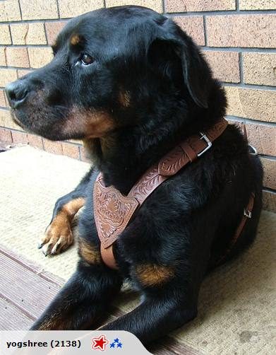 DOG WALKING HARNESS REAL LEATHER FULL ADUSTING L&M Carousel 1