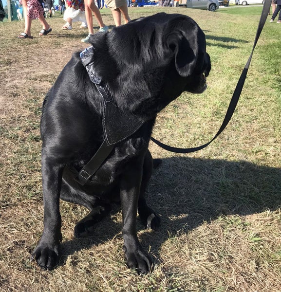 DOG WALKING HARNESS REAL LEATHER FULL ADUSTING L&M Carousel 2
