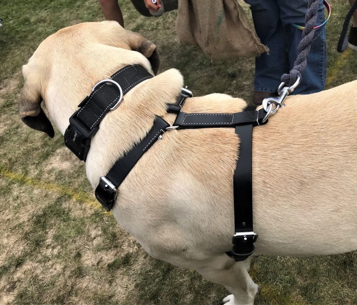 TRACKING/WORKING DOG HARNESS IN GENUINE LEATHER Carousel 1