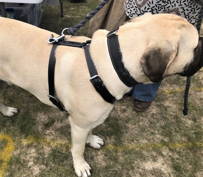 TRACKING/WORKING DOG HARNESS IN GENUINE LEATHER Carousel 2