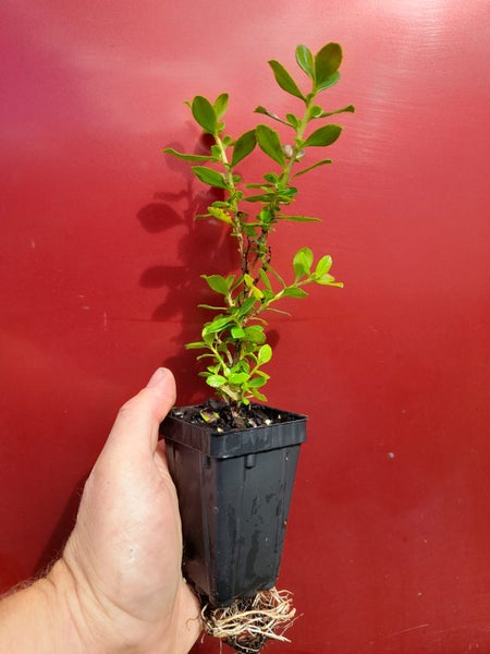 Escallonia White Profusion Carousel 1