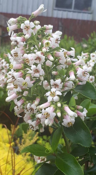 Escallonia White Profusion Carousel 2