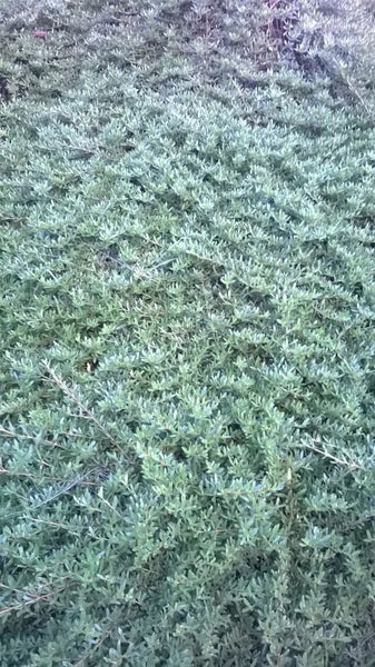 Coprosma Kirkii Carousel 1