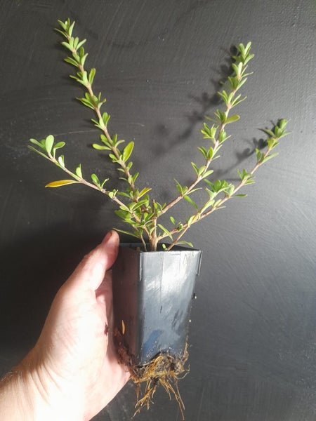 Coprosma Kirkii Carousel 2