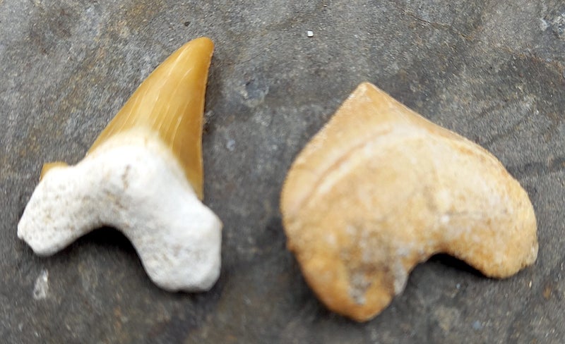 Pair of Fossil Shark Teeth from Morocco: Otodus (54myo) & Squalicorax (70myo) #2 Carousel 1