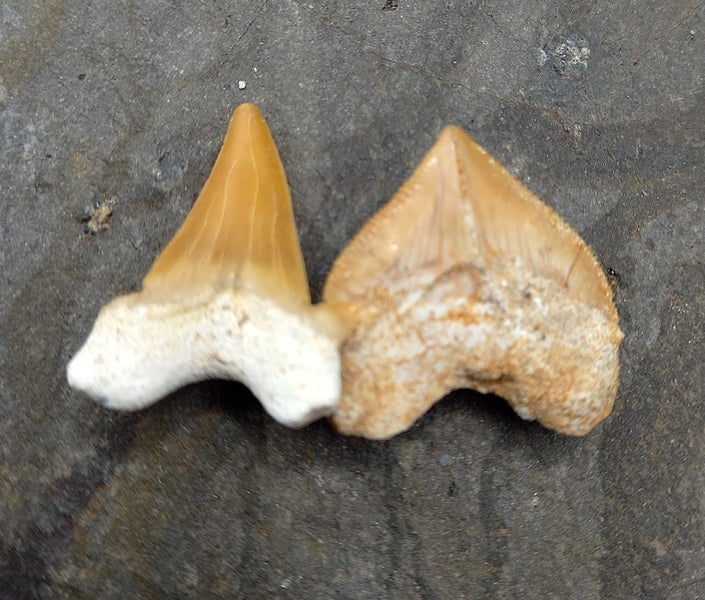 Pair of Fossil Shark Teeth from Morocco: Otodus (54myo) & Squalicorax (70myo) #2 Carousel 2