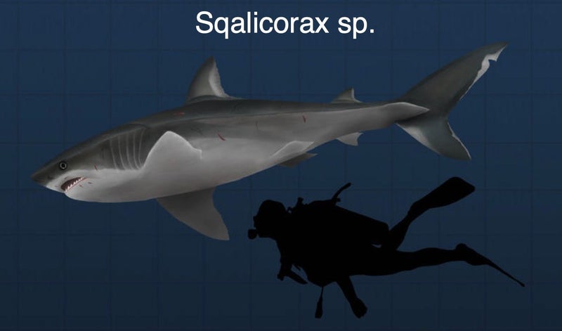 Pair of Fossil Shark Teeth from Morocco: Otodus (54myo) & Squalicorax (70myo) #2 Carousel 14