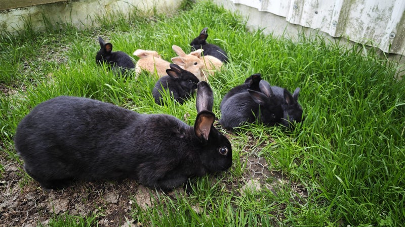 pure Flemish Giant kits Carousel 1