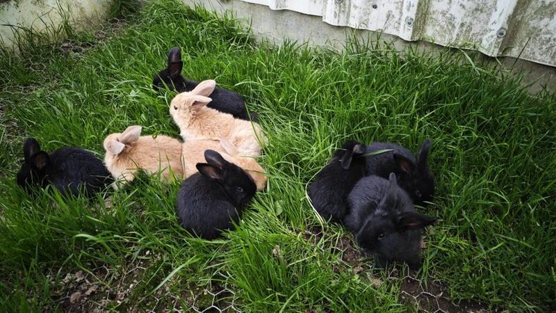 pure Flemish Giant kits Carousel 4