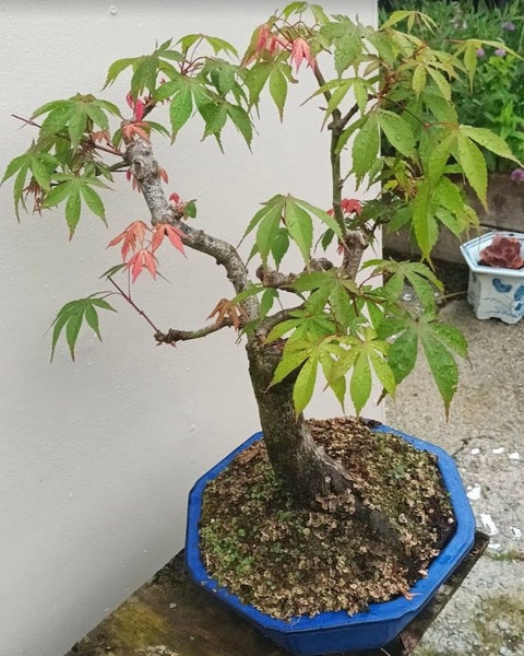 BONSAI MAPLE Osakazuki Maple Carousel 2