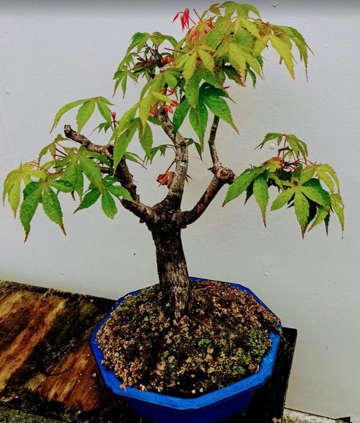 BONSAI MAPLE Osakazuki Maple Carousel 1