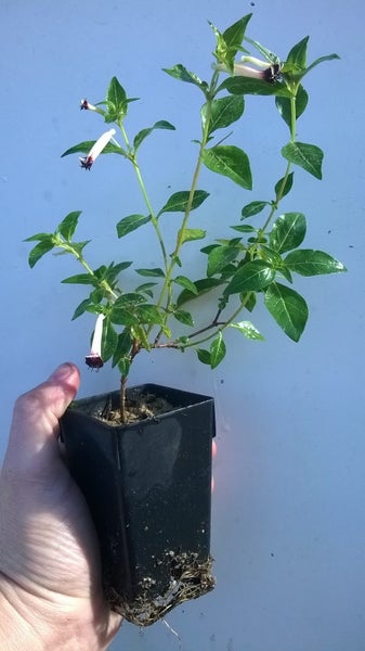 Cuphea Alba Carousel 1