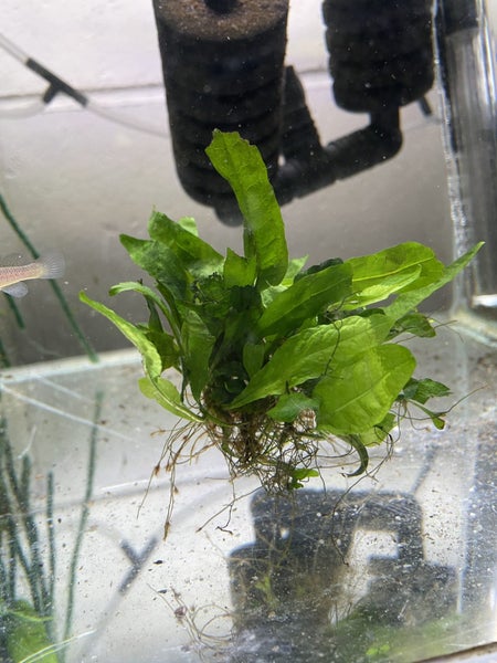 Java Fern Carousel 2