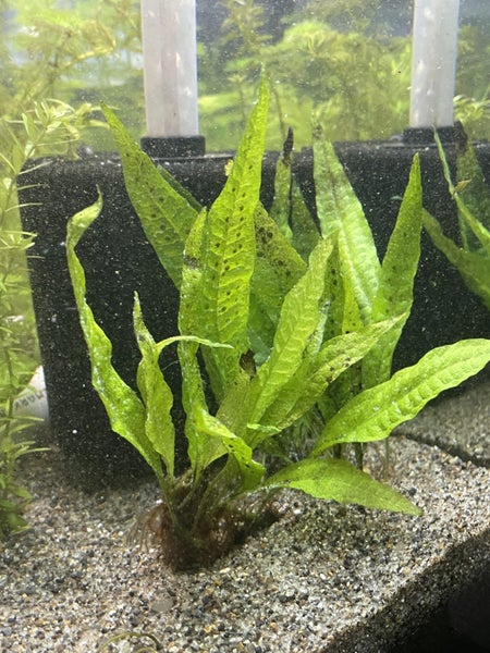 Java Fern Carousel 3