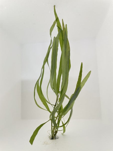 Willow Leaf Hygrophila Carousel 1