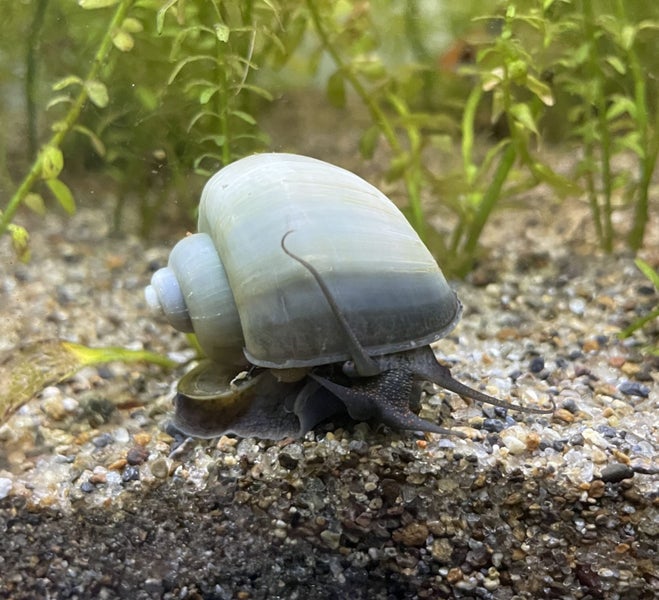 Blue Mystery Snail Carousel 1