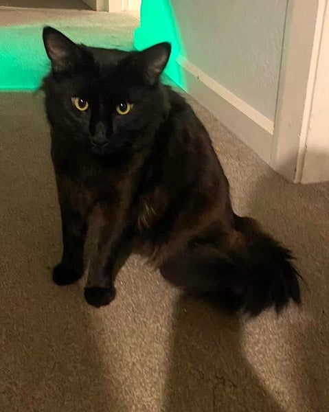 Lost - Black DMH Male Cat (Squeak) Carousel 1