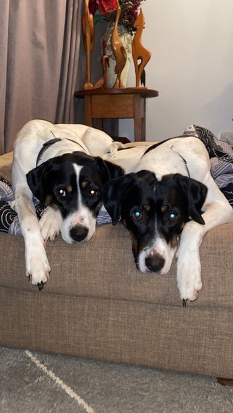 Rescue dogs. Need home ASAP Carousel 1