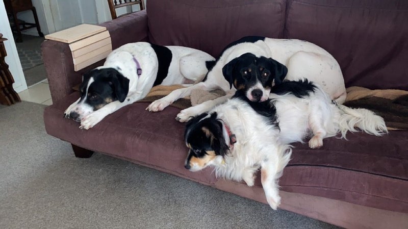 Rescue dogs. Need home ASAP Carousel 10