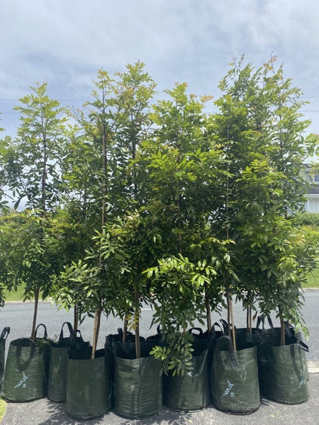 Titoki - XL grade ! Carousel 1