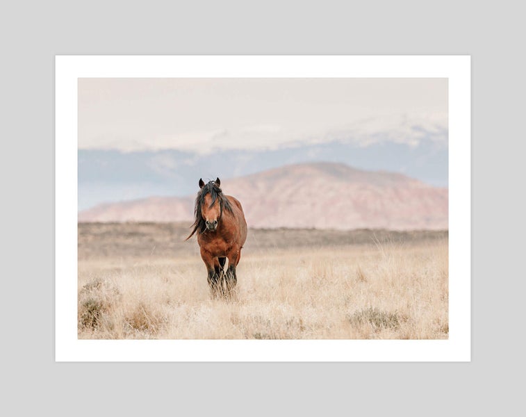 Wild Horse Art Print Carousel 1