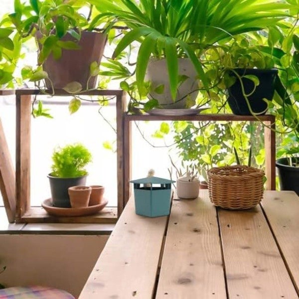 2pack snail Trap Carousel 9