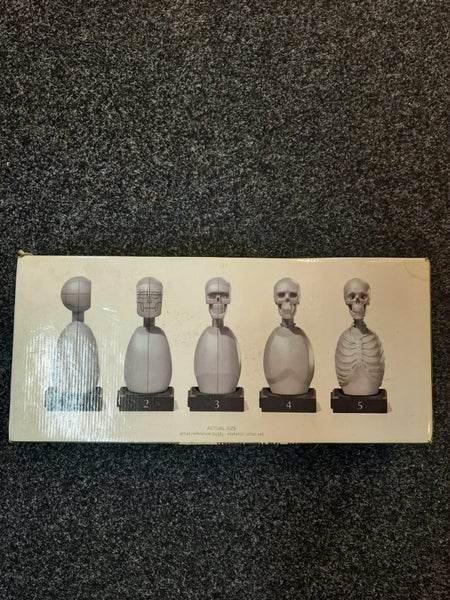 Artist reference busts - male & skeleton torso Carousel 1
