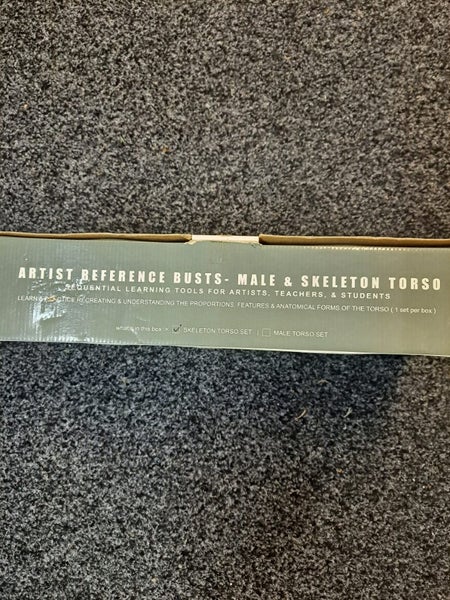 Artist reference busts - male & skeleton torso Carousel 2