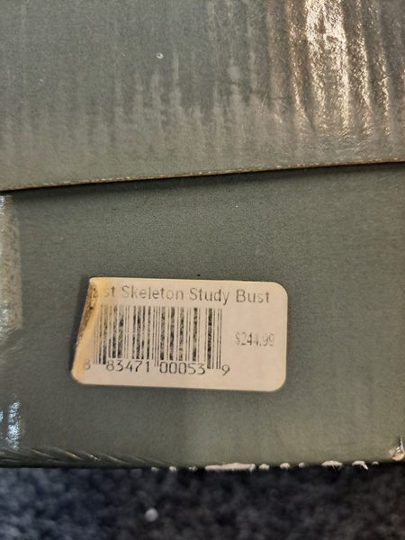 Artist reference busts - male & skeleton torso Carousel 4