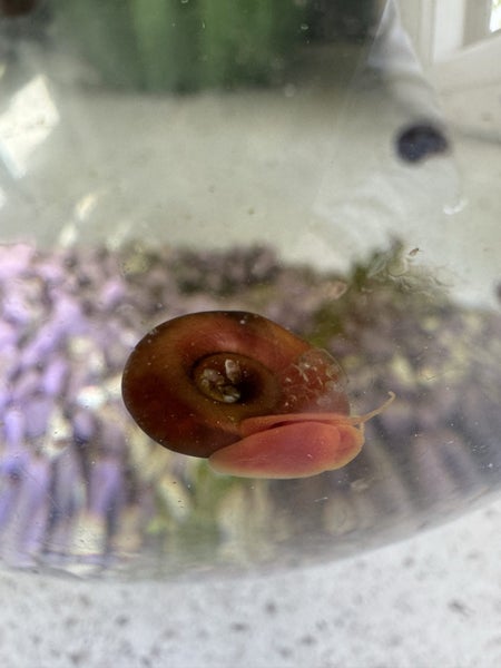 Ramshorn Snails 5 pack Carousel 1