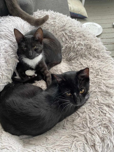 Brave Paws Cat Rescue - Kittens - Indi and Asha Carousel 2