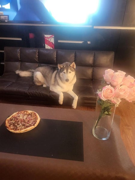Siberian Husky and Alaskan Malamute Carousel 1
