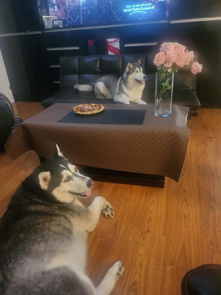 Siberian Husky and Alaskan Malamute Carousel 2