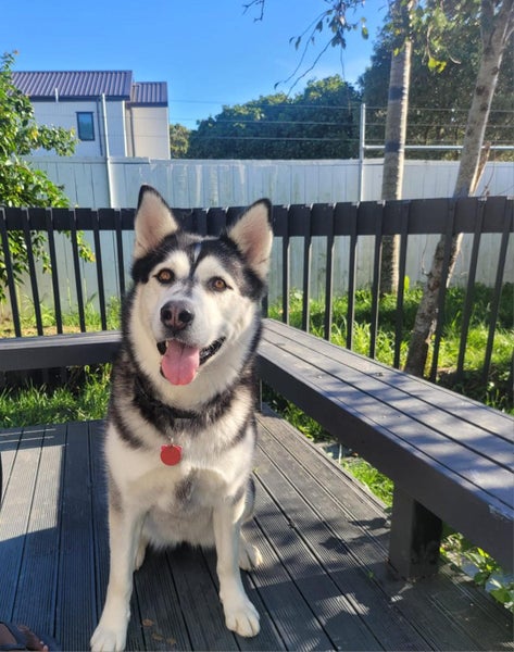 Siberian Husky and Alaskan Malamute Carousel 5