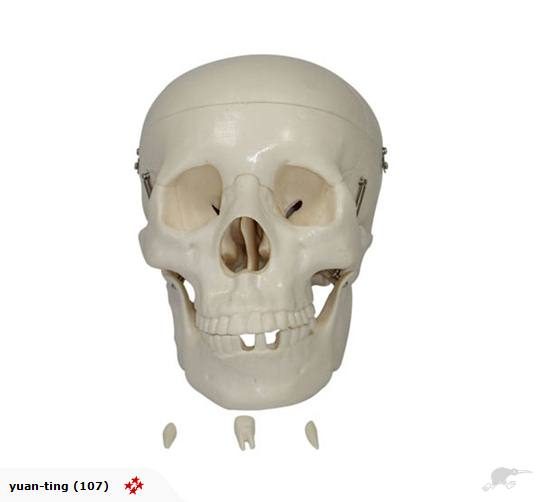 Life-Size Skull Model Carousel 1