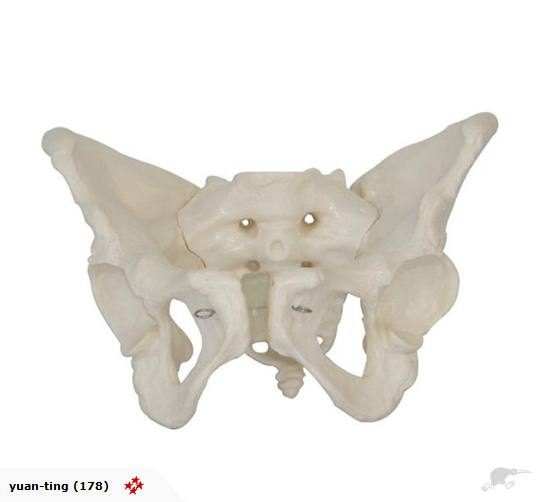 Adult Female Pelvis Model Carousel 1