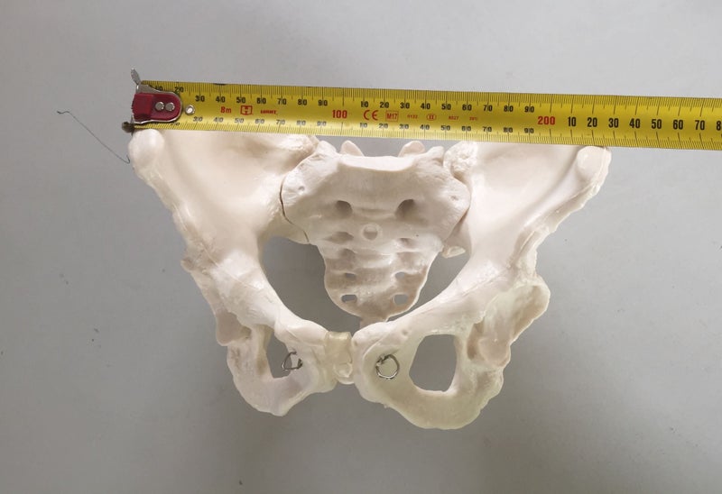 Adult Female Pelvis Model Carousel 2