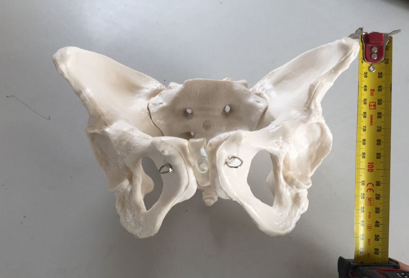 Adult Female Pelvis Model Carousel 3