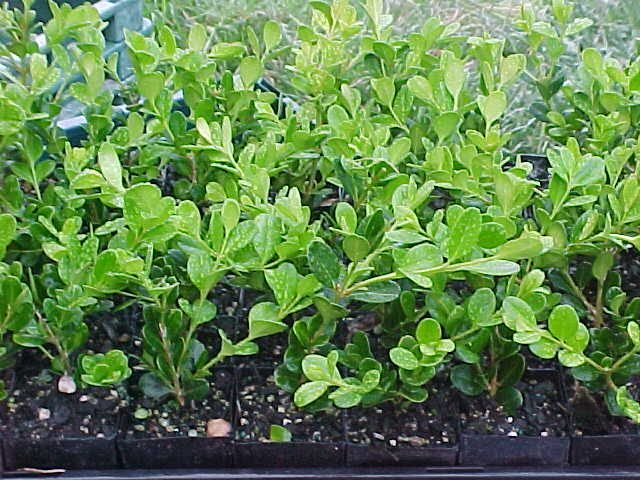 BUXUS GREEN GEM (microphylia buxus) x10 Carousel 1