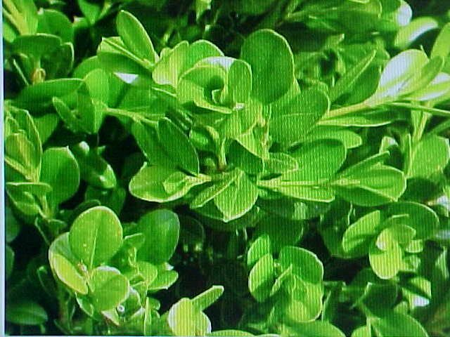BUXUS GREEN GEM (microphylia buxus) x10 Carousel 2