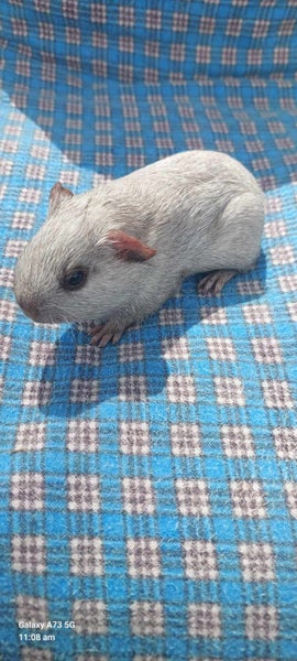 Baby Guinea Pigs Carousel 2